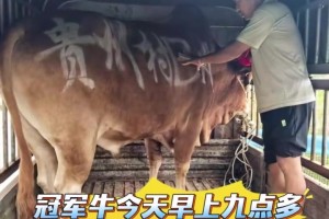 村BA冠军奖品“关岭牛” 已坐上专车从贵州出发赶往晋江！