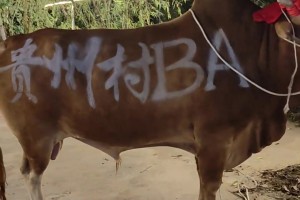 NBA聚星名人赛在杭州举行，全能艺人任嘉伦出场，现场沸腾了！